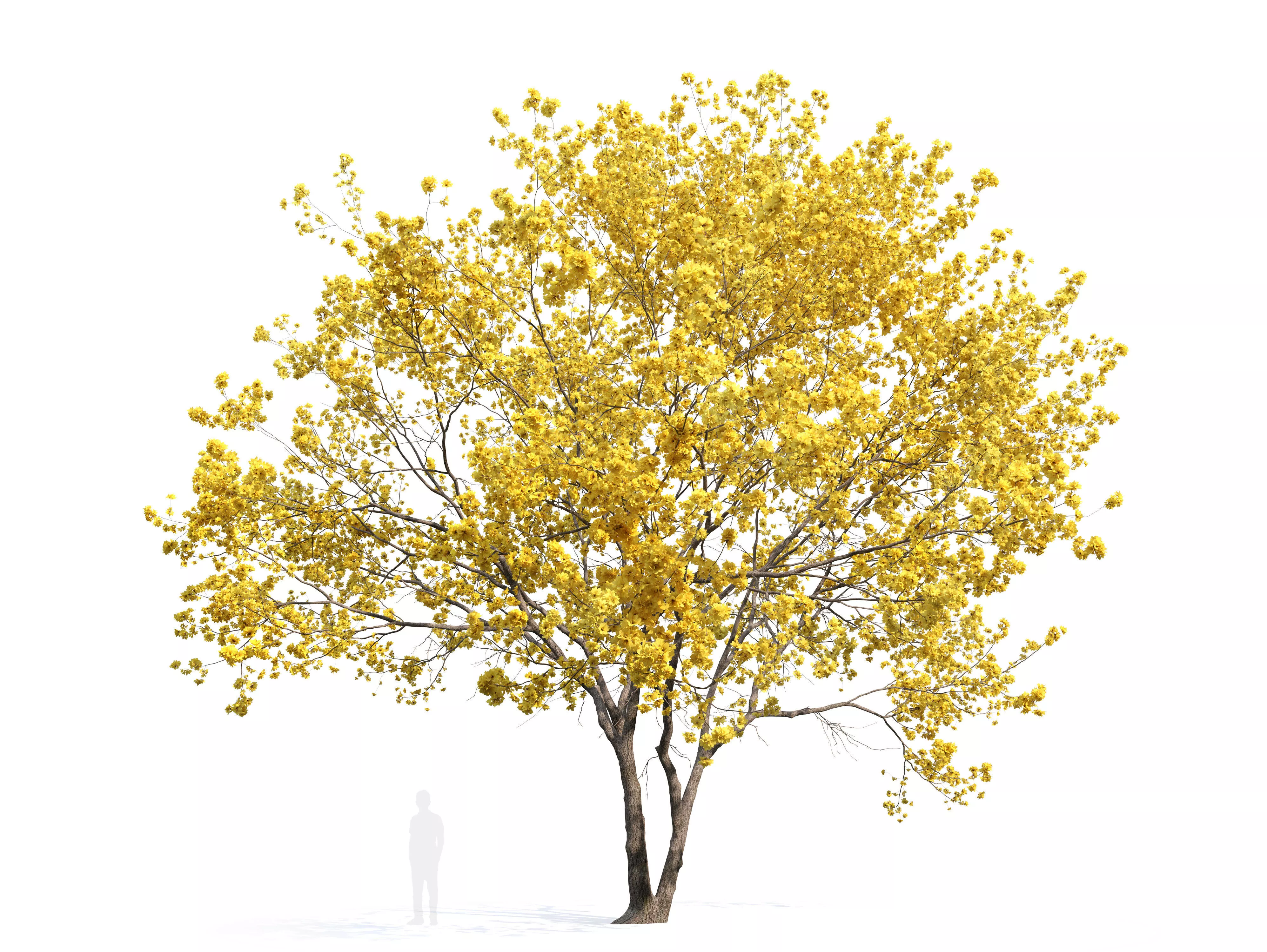Yellow poui 3D model