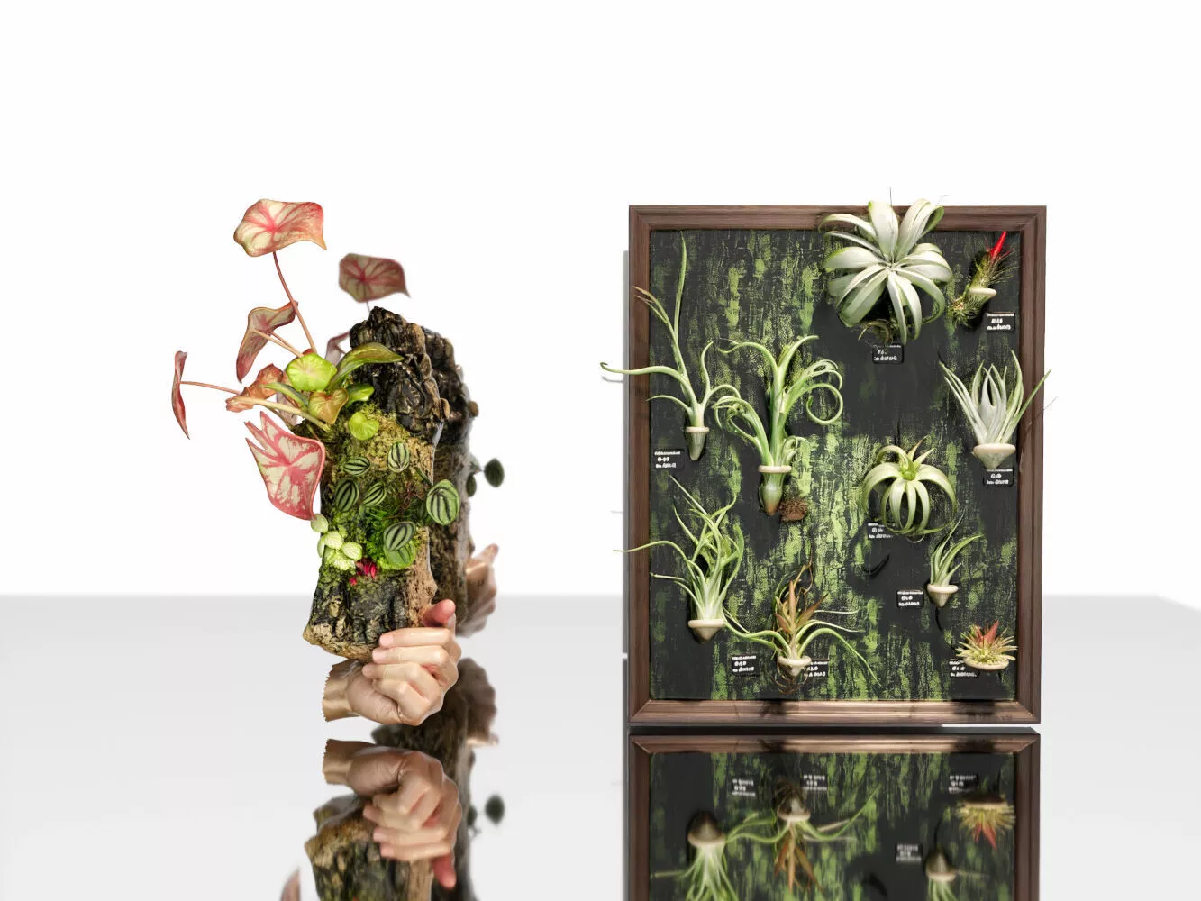 Botanical Plant Specimen Frame Wall Decor 3D model