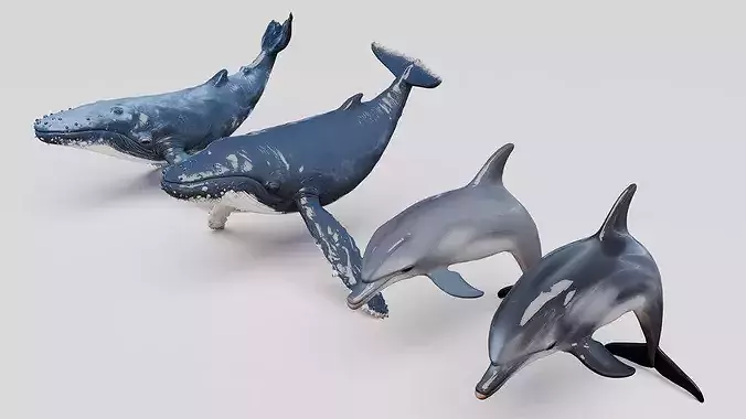 Whale and Dolphin