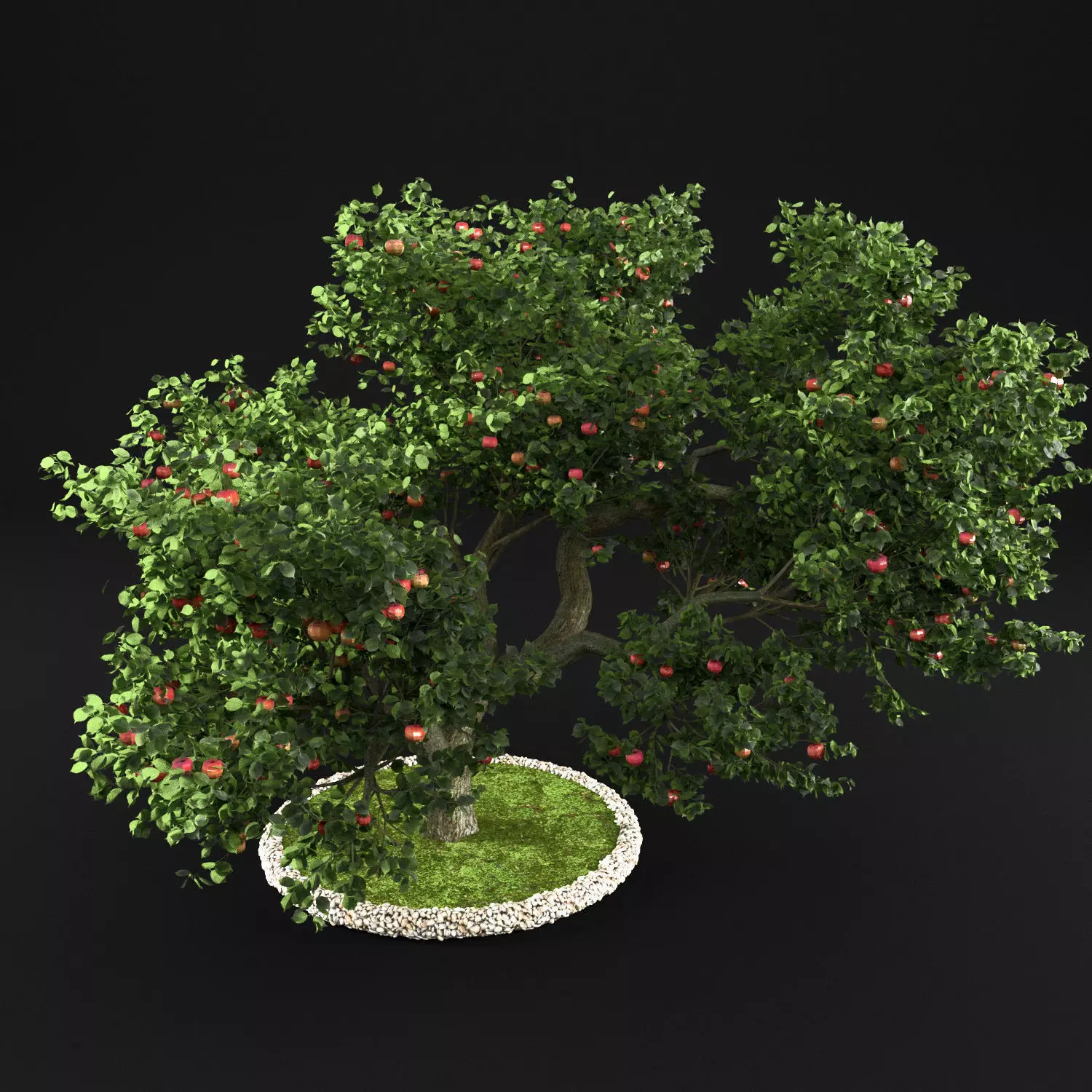 Apple tree 3D model