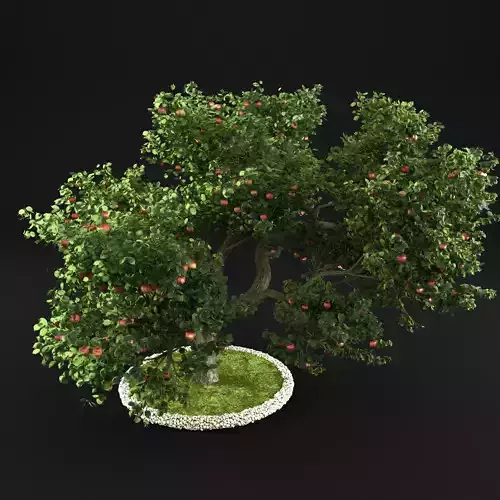 Apple tree 3D model