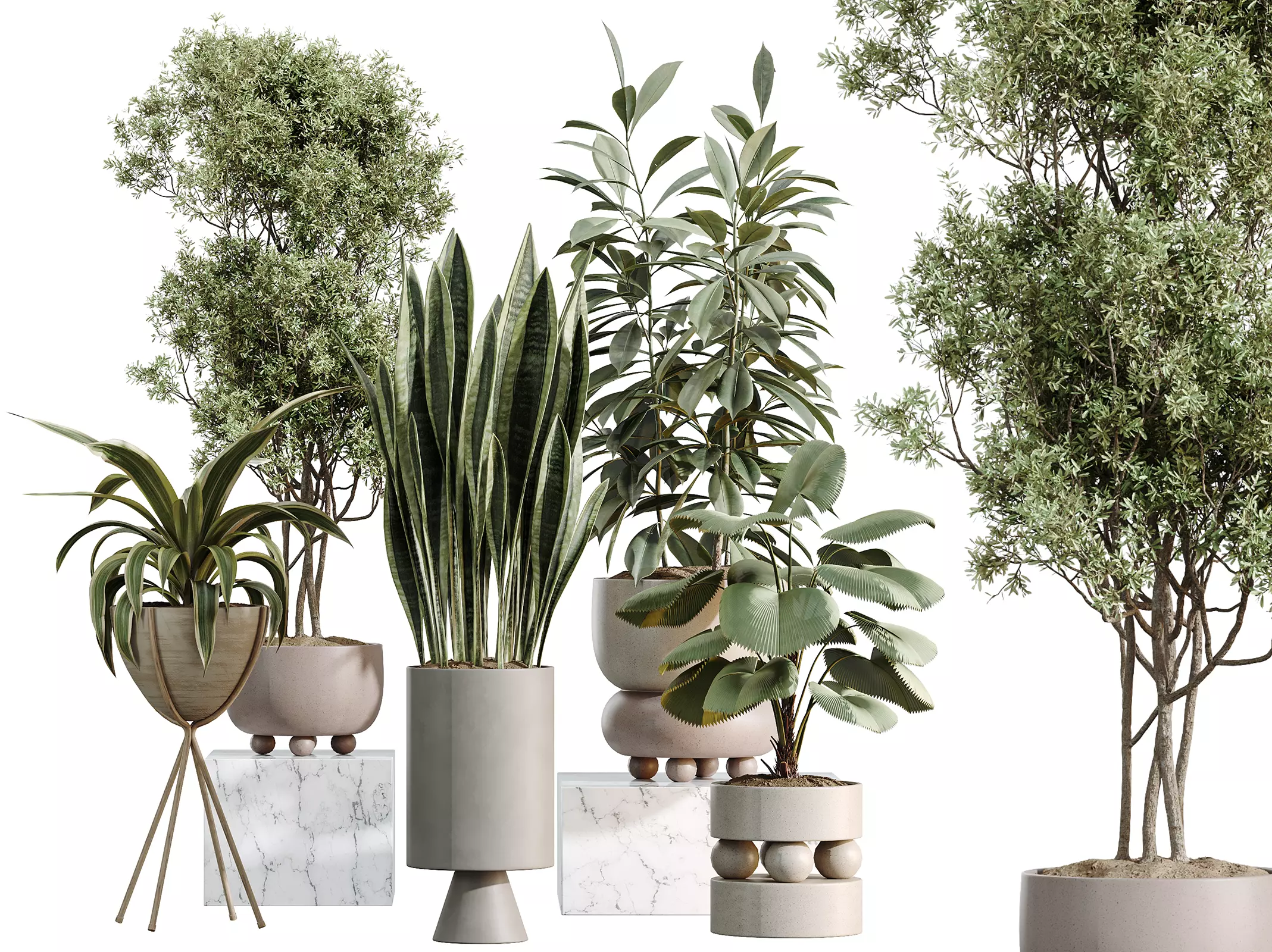 AV Indoor Plants Set 462 Licuala Palm Sansevieria Ficus Olive 3D model
