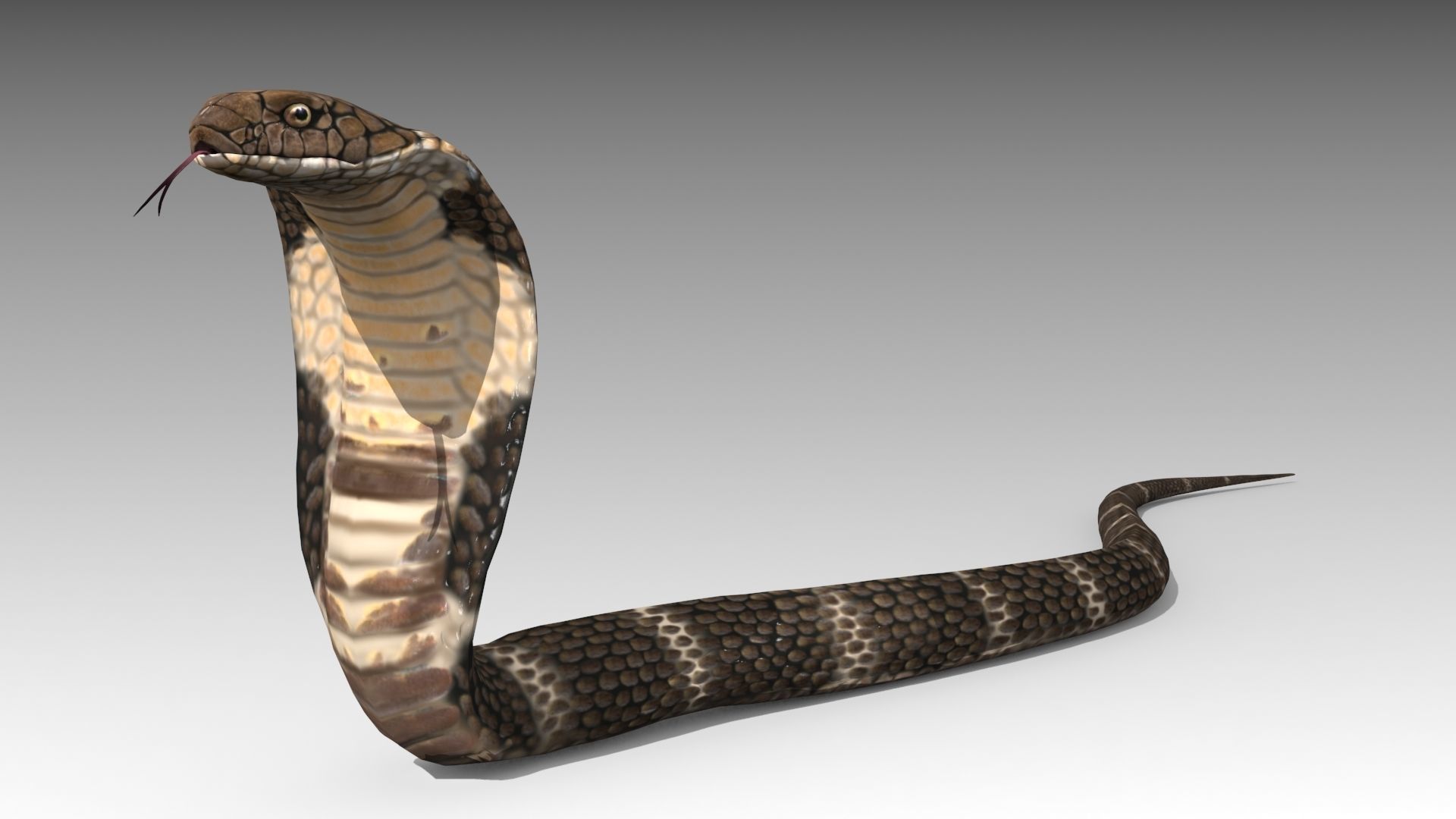 Cobra Animated Low-poly 3D model_3
