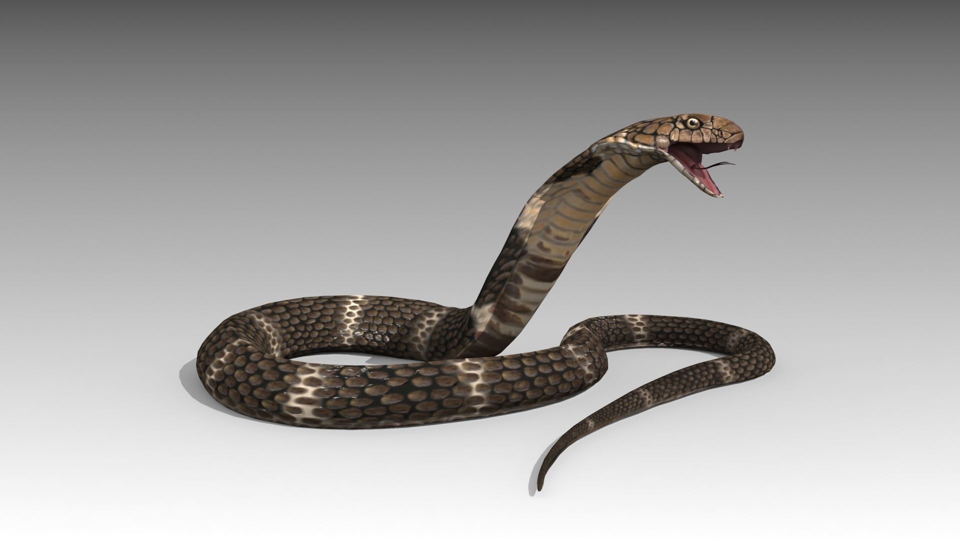 Cobra Animated Low-poly 3D model_2