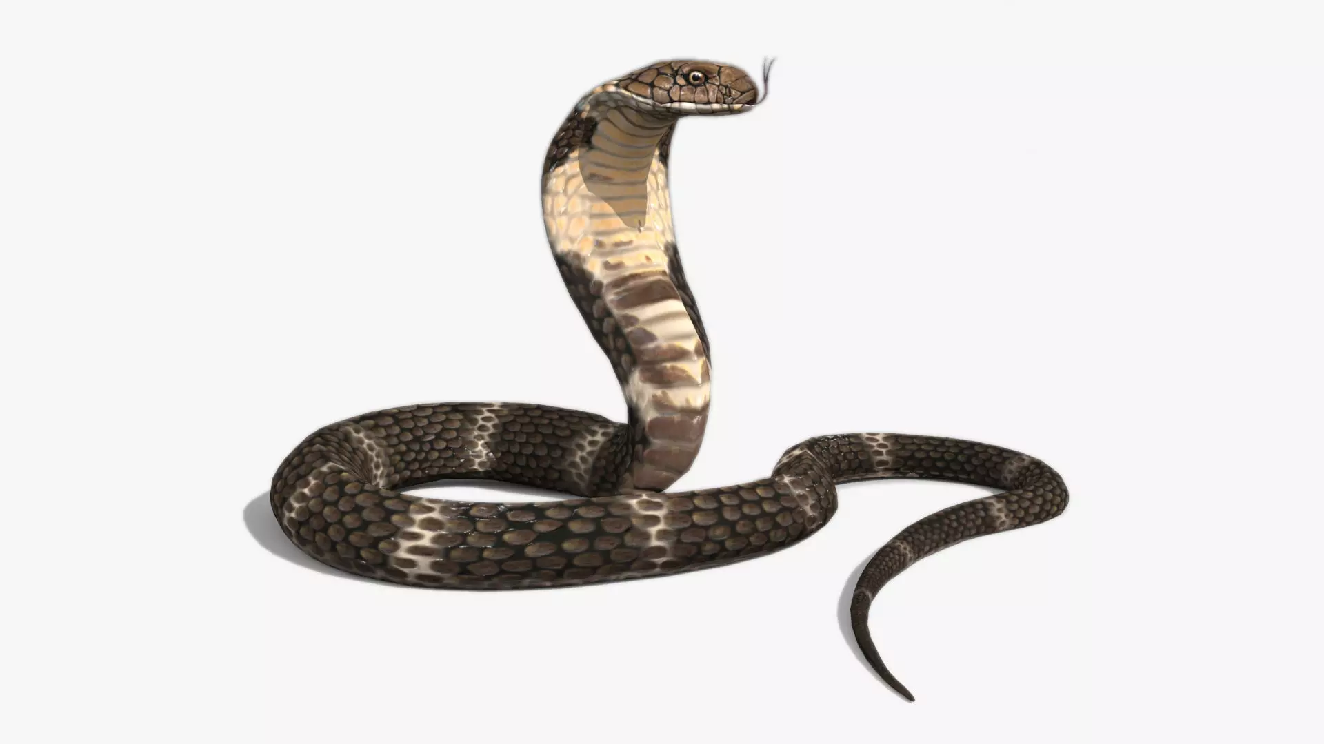 Cobra Animated Low-poly 3D model_0