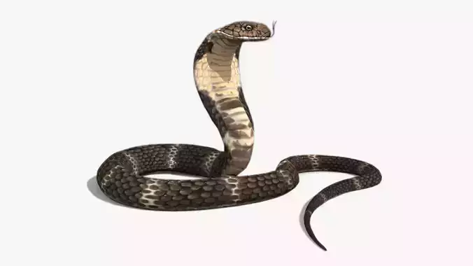 Cobra Animated Low-poly 3D model