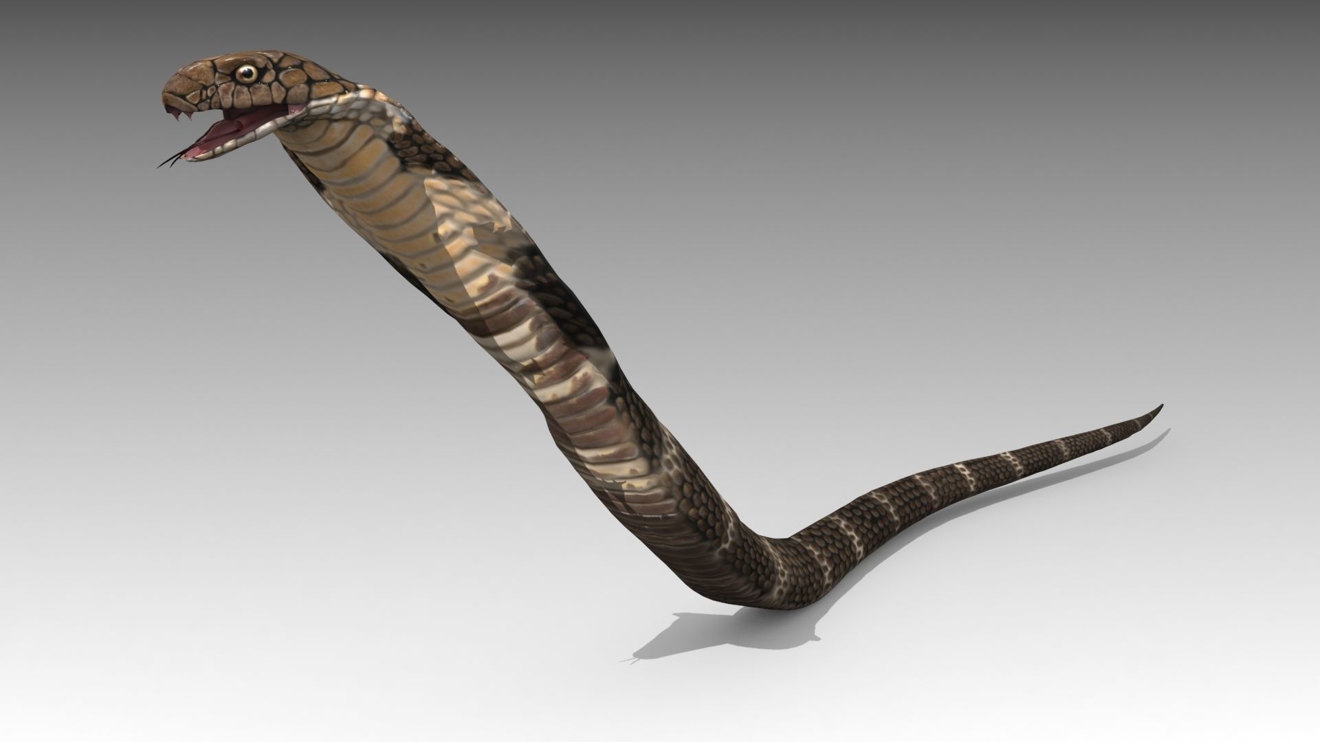 Cobra Animated Low-poly 3D model_5