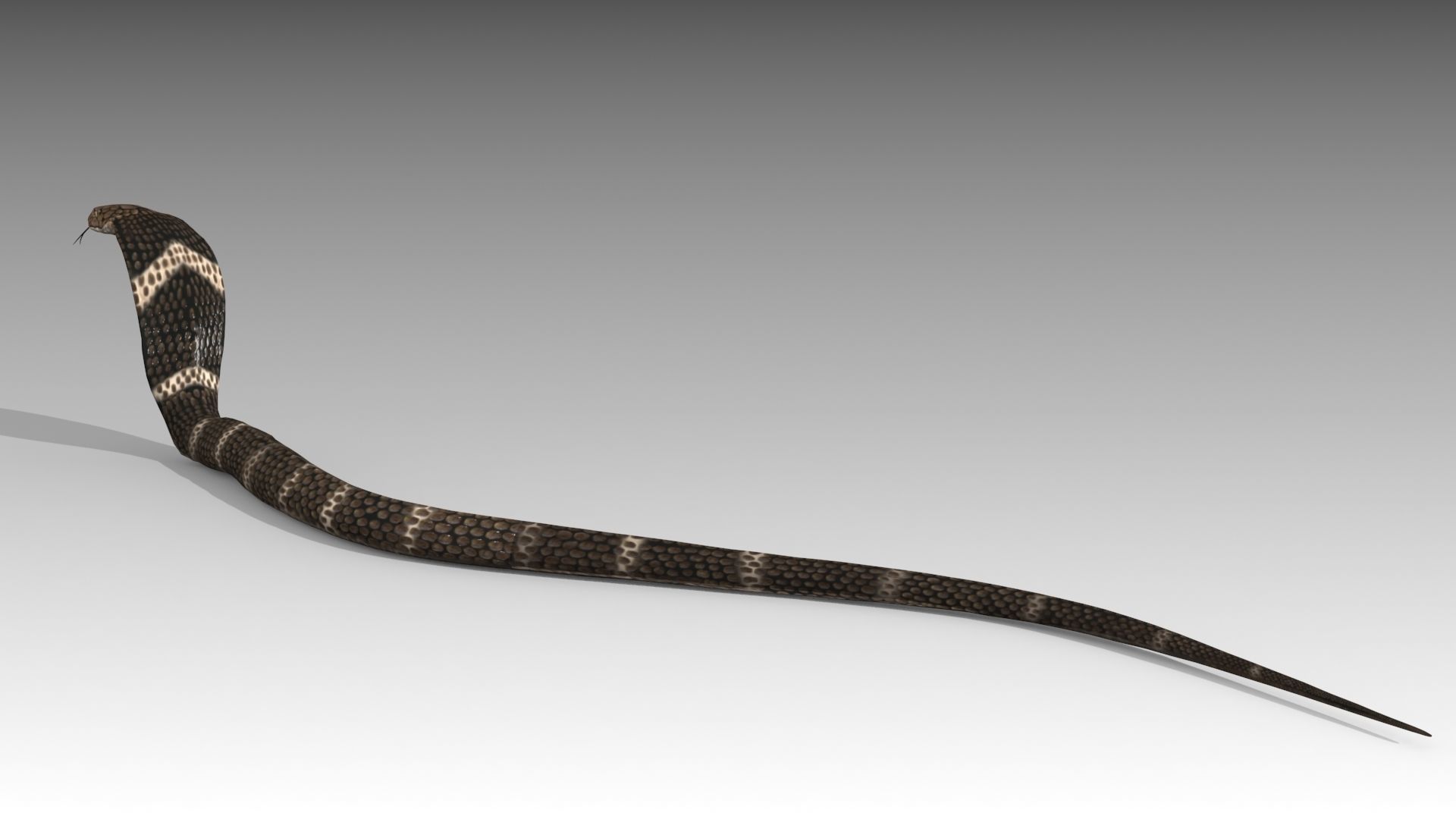 Cobra Animated Low-poly 3D model_6