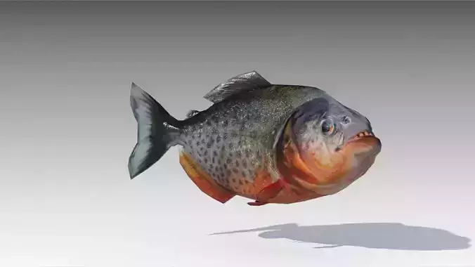 Piranha Animated