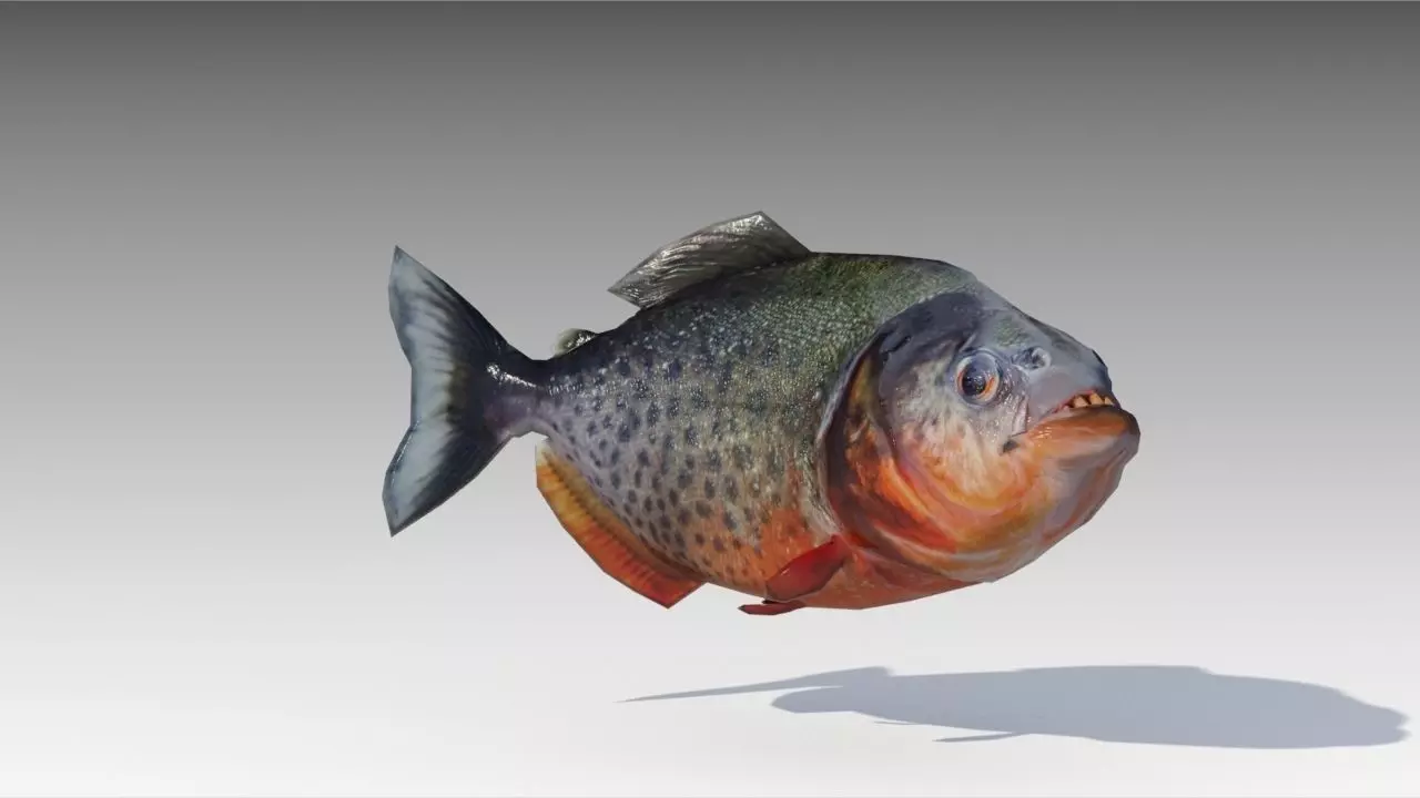 Piranha Animated Low-poly 3D model_0