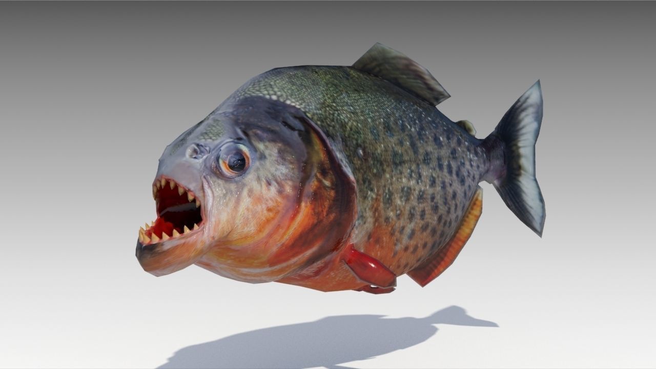 Piranha Animated Low-poly 3D model_4