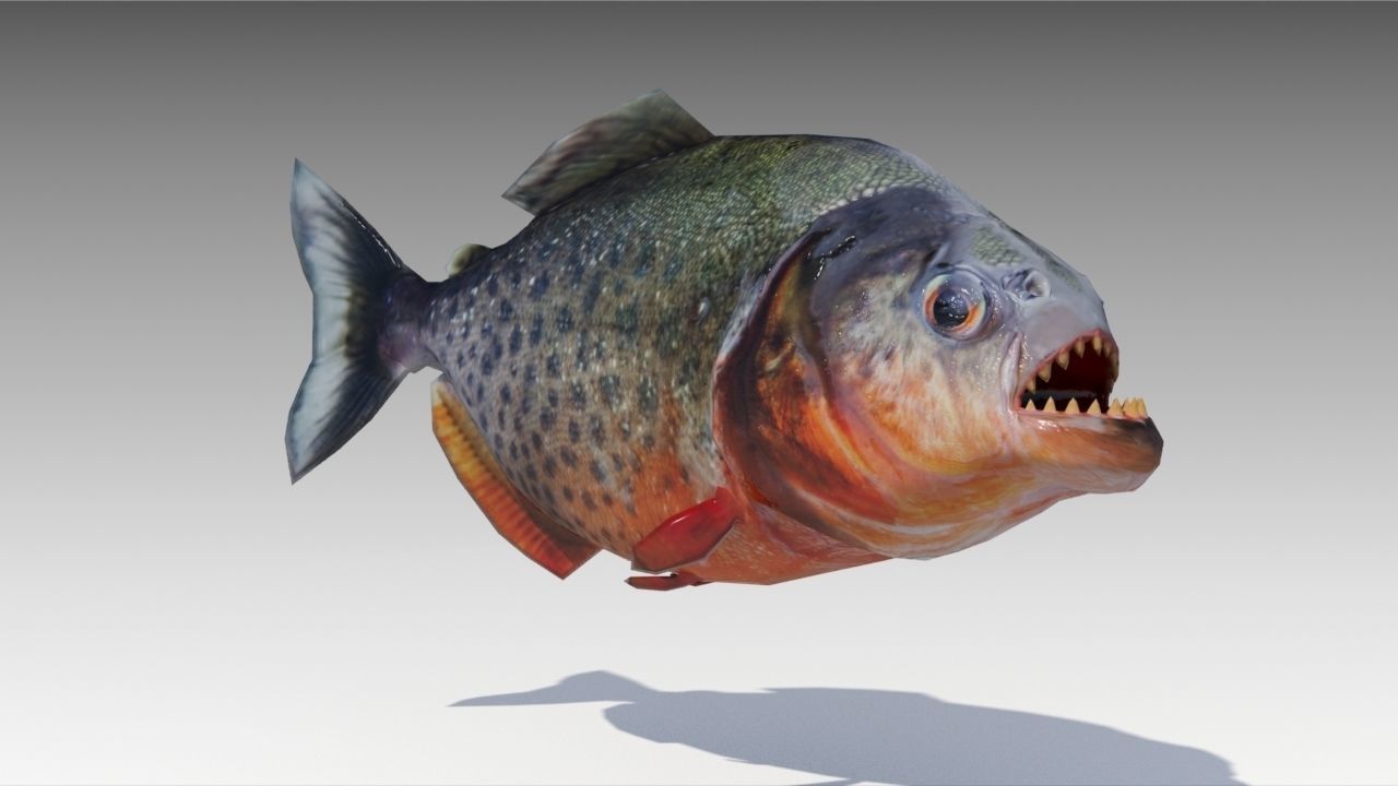 Piranha Animated Low-poly 3D model_2