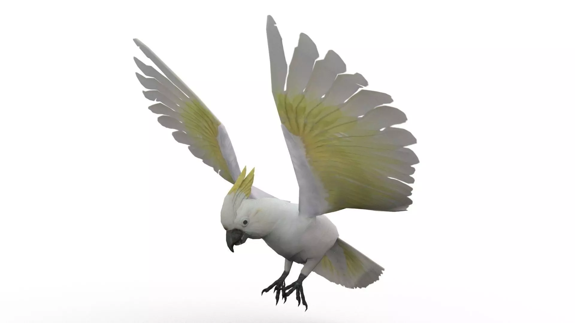 Cockatoo Animated Low-poly 3D model