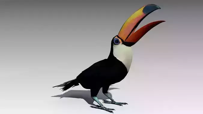 Toucan Animated Low-poly 3D model