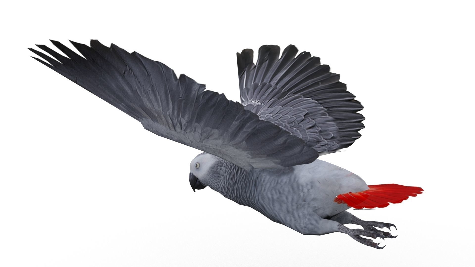 Grey Parrot Animated Low-poly 3D model_7