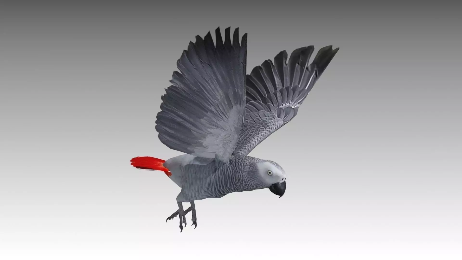 Grey Parrot Animated Low-poly 3D model_0