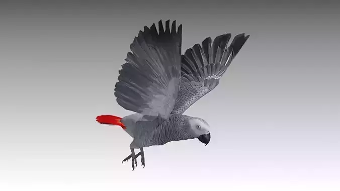 Grey Parrot Animated Low-poly 3D model