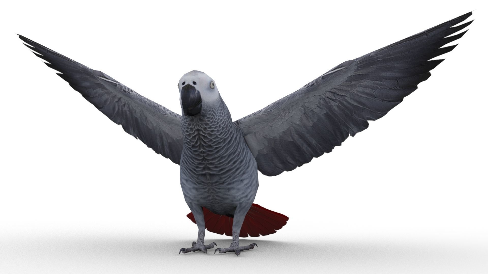 Grey Parrot Animated Low-poly 3D model_9