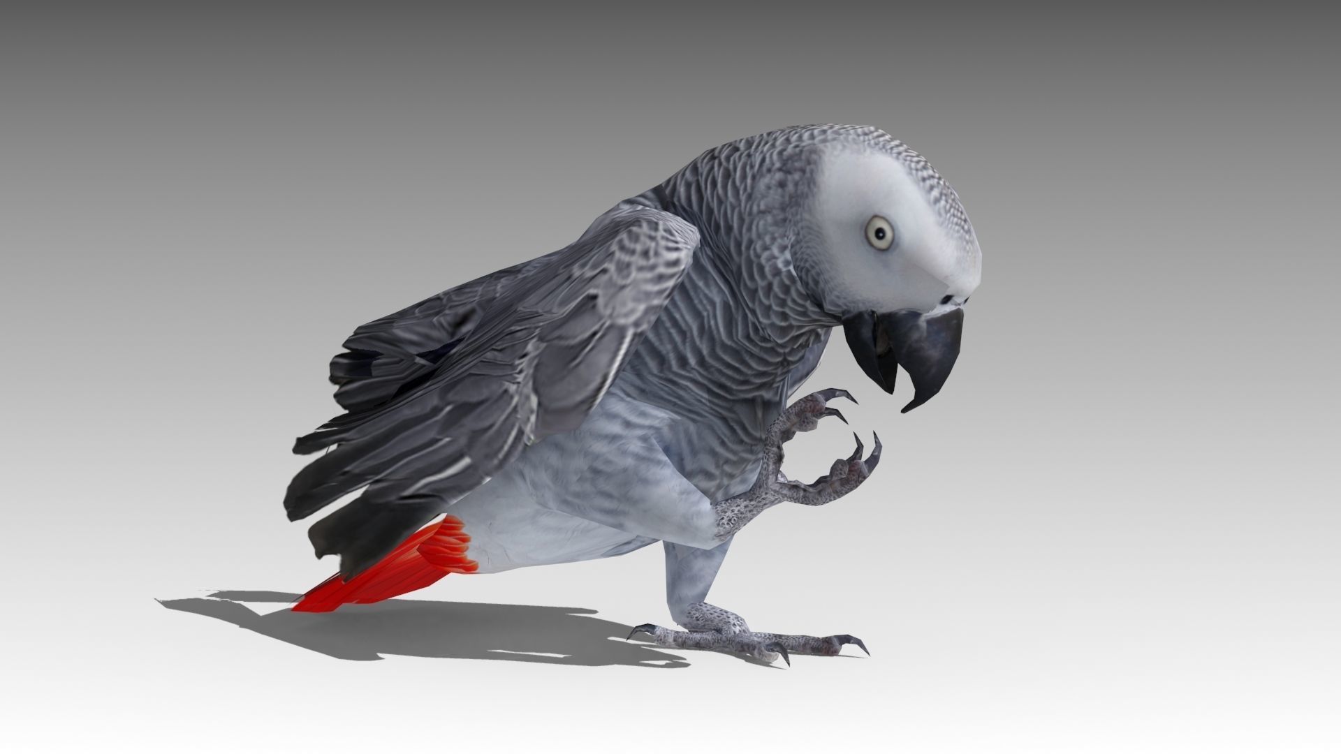 Grey Parrot Animated Low-poly 3D model_4