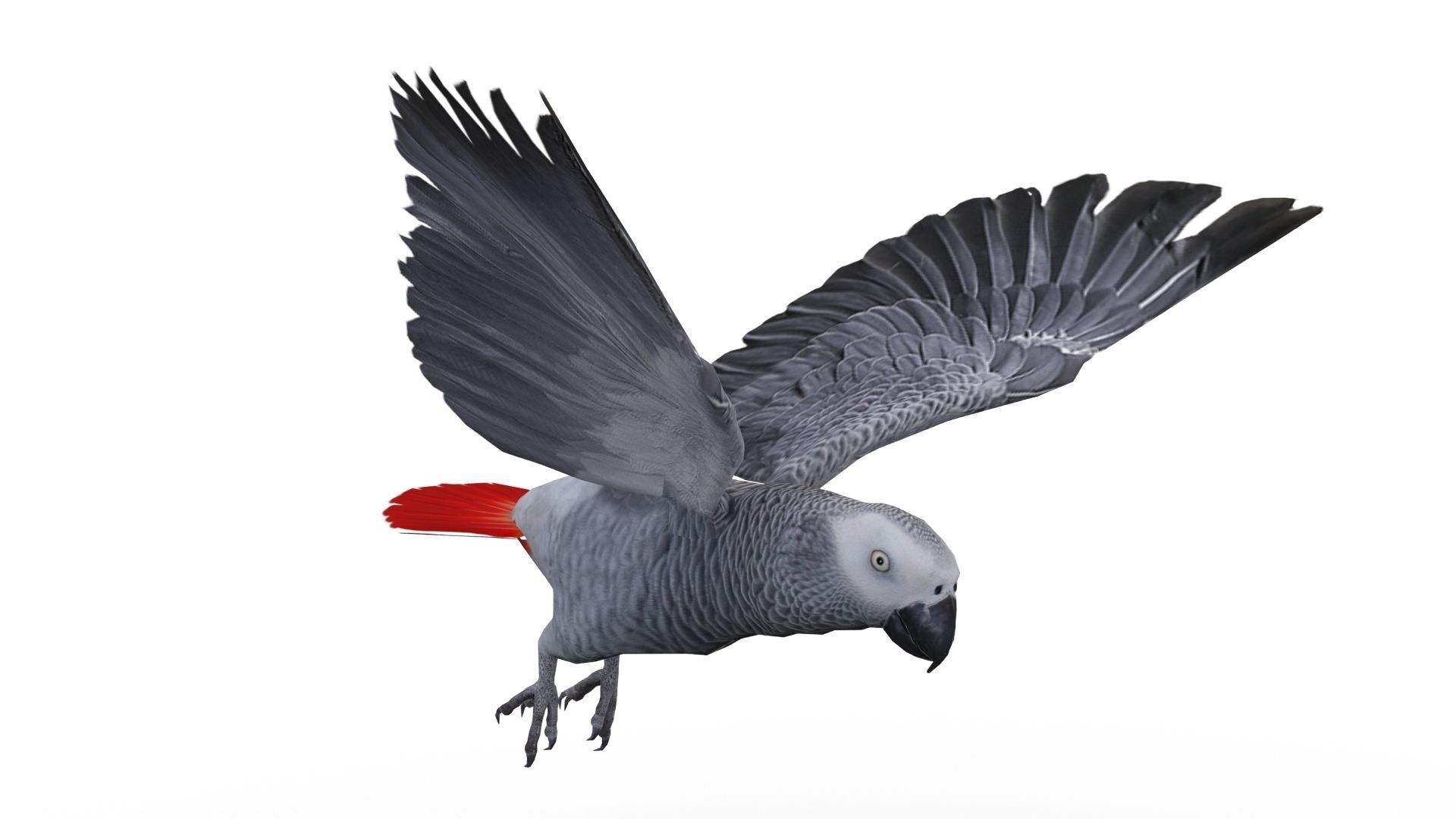 Grey Parrot Animated Low-poly 3D model_6