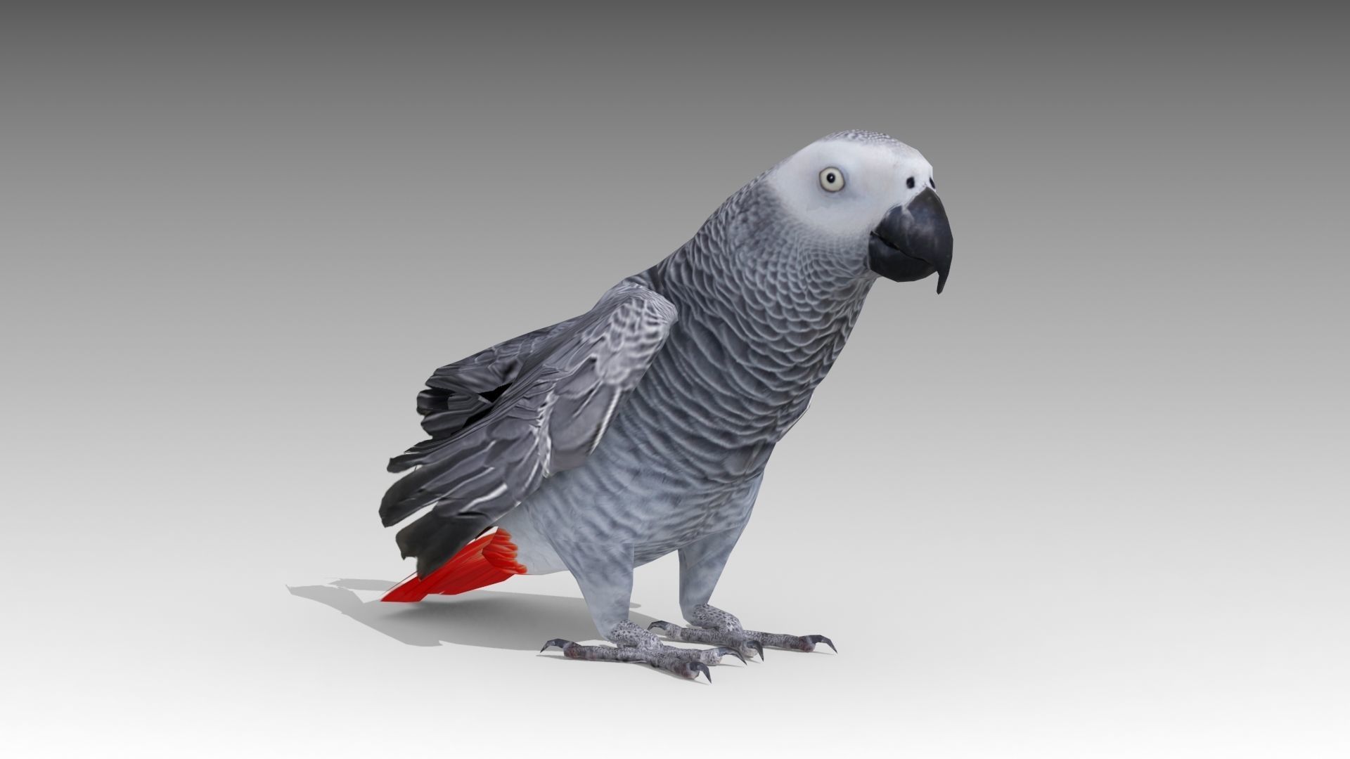 Grey Parrot Animated Low-poly 3D model_3