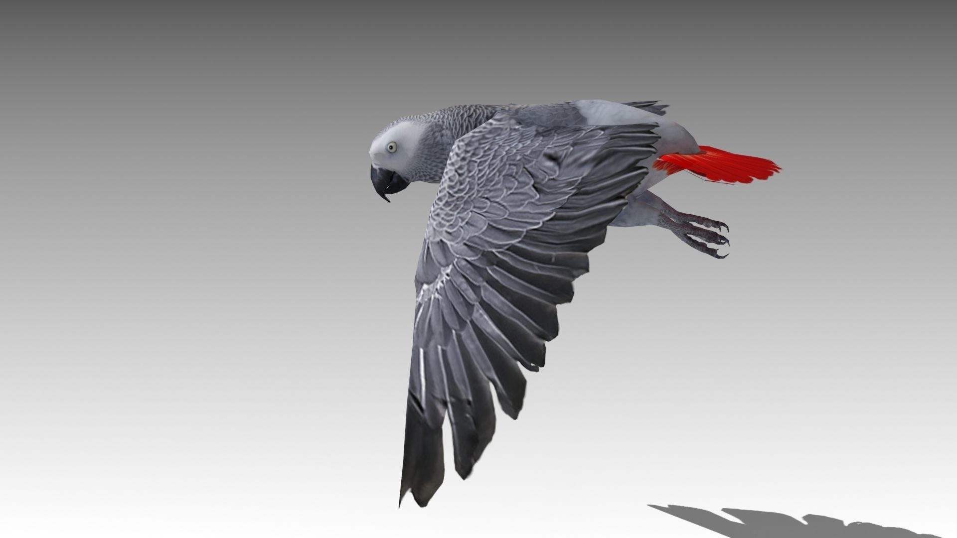 Grey Parrot Animated Low-poly 3D model_2