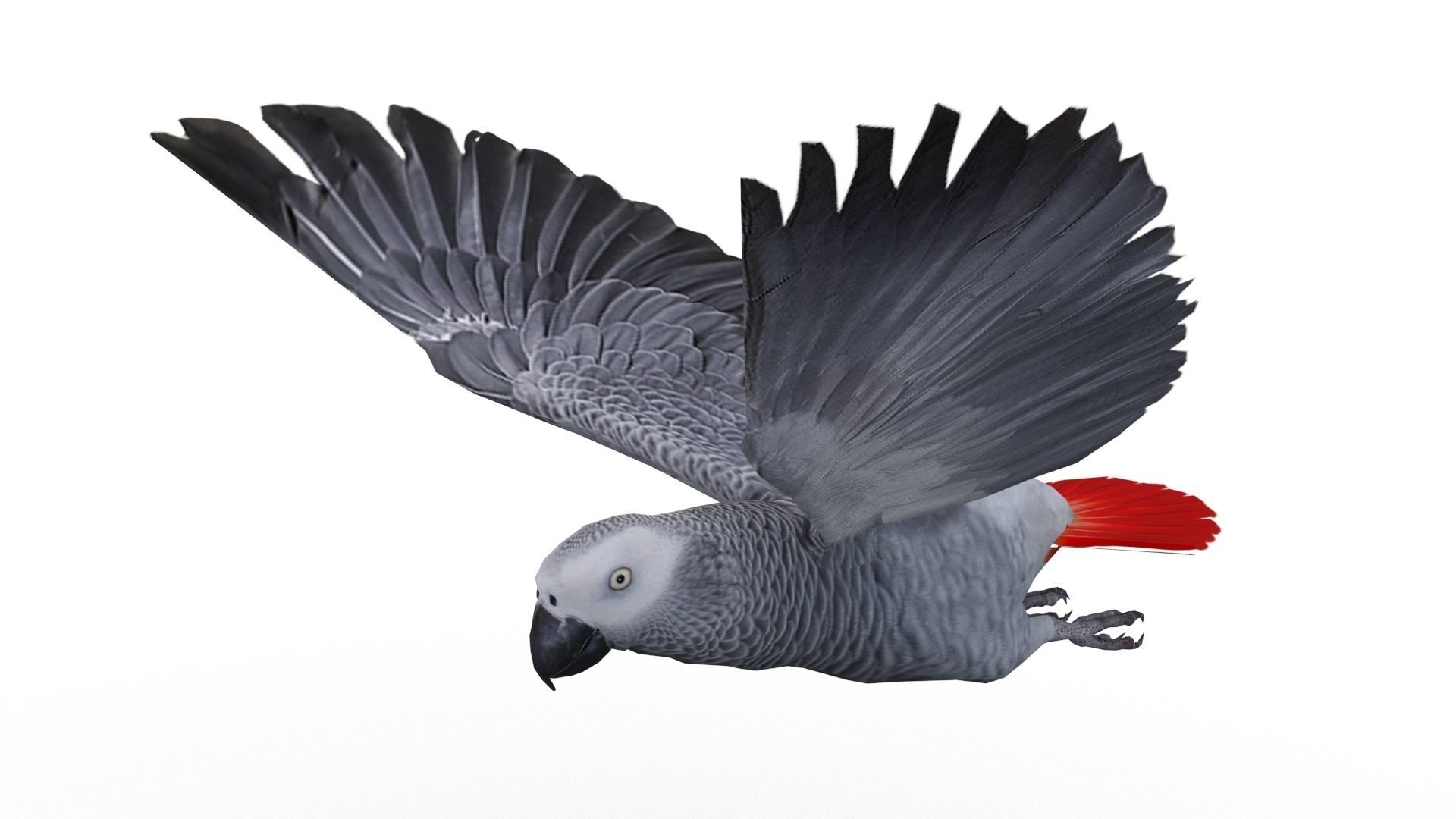 Grey Parrot Animated Low-poly 3D model_8