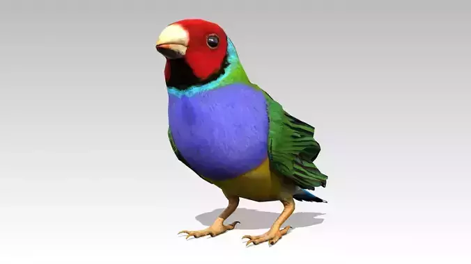 Gouldian Animated