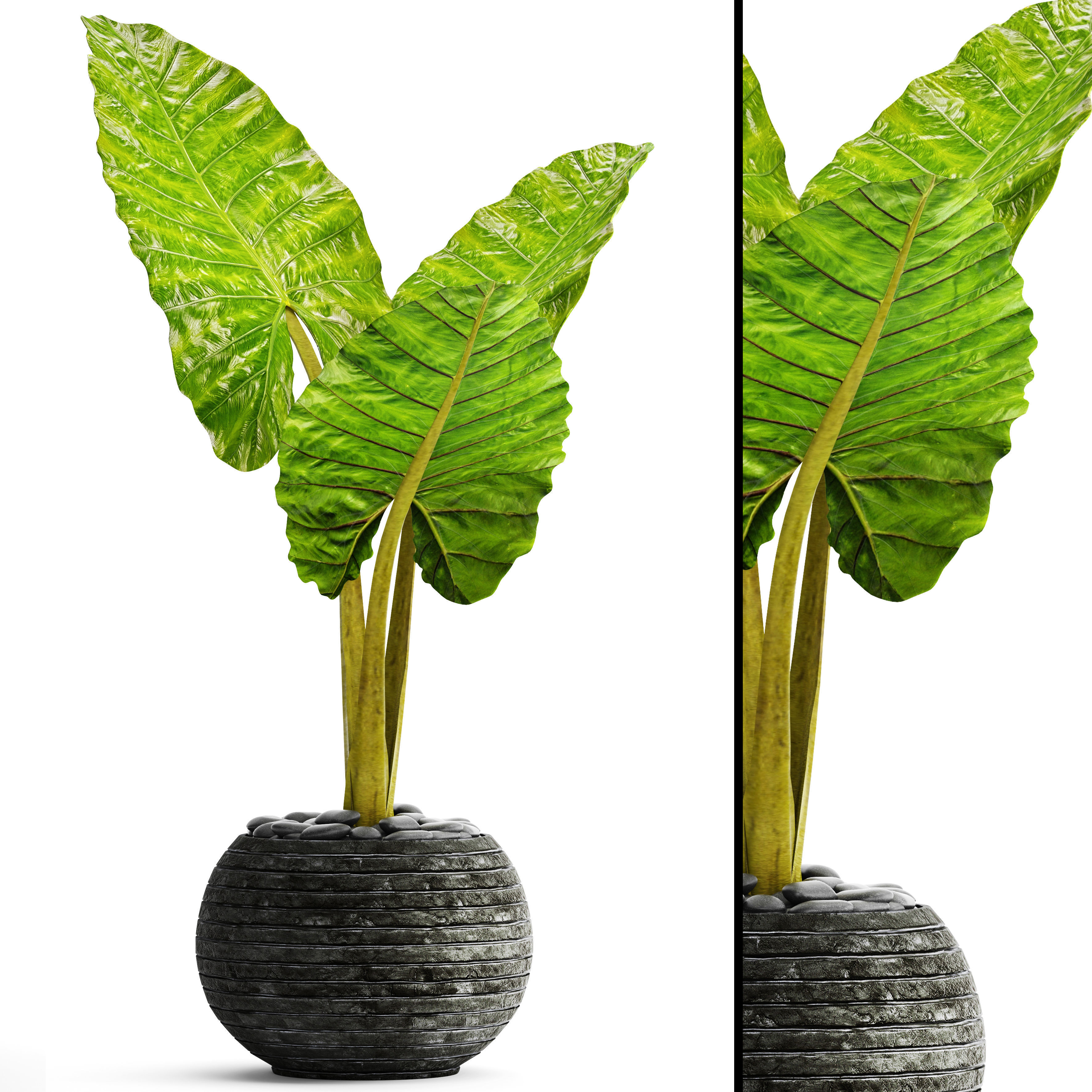 Alocasia macrorrhiza 4 3D model_10