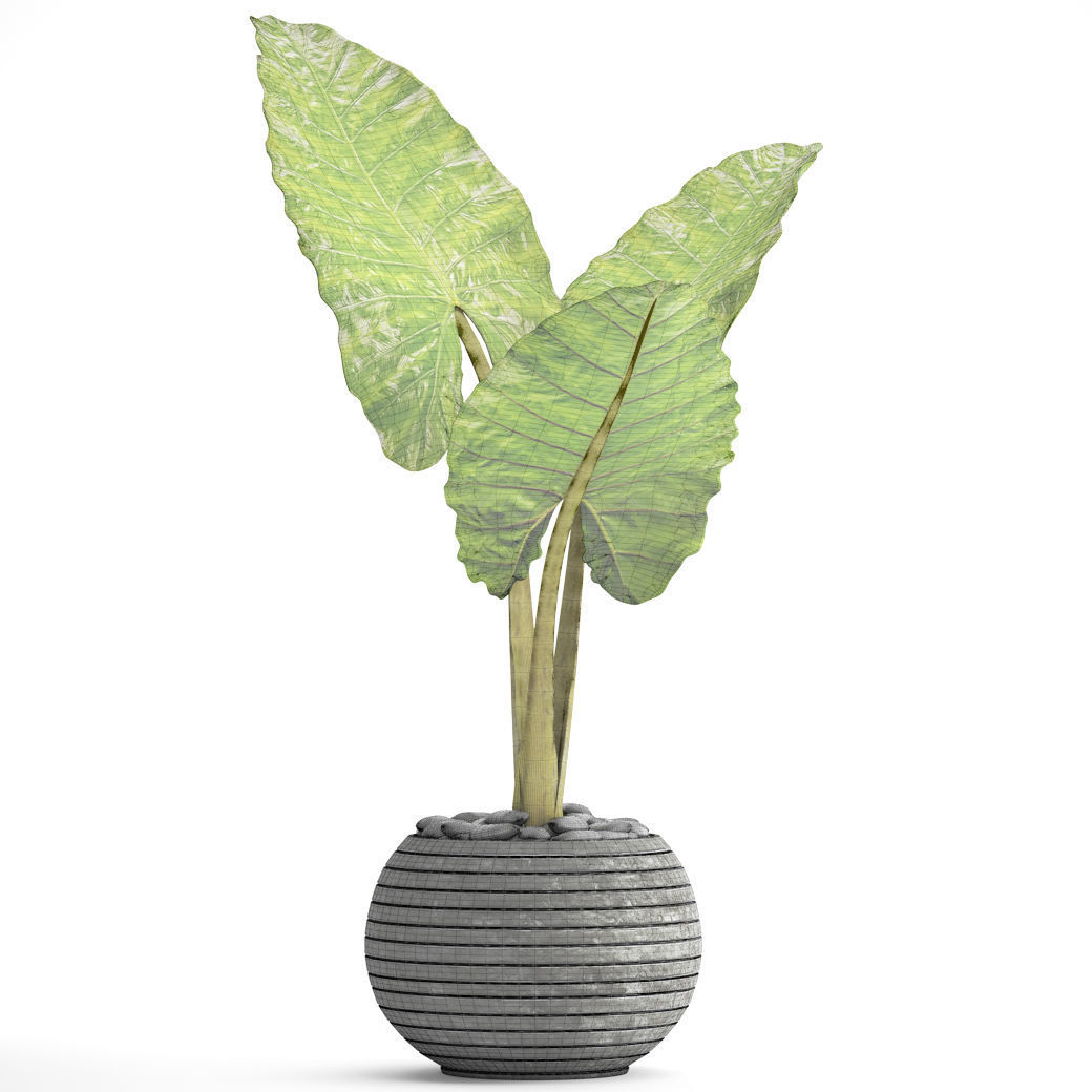 Alocasia macrorrhiza 4 3D model_5