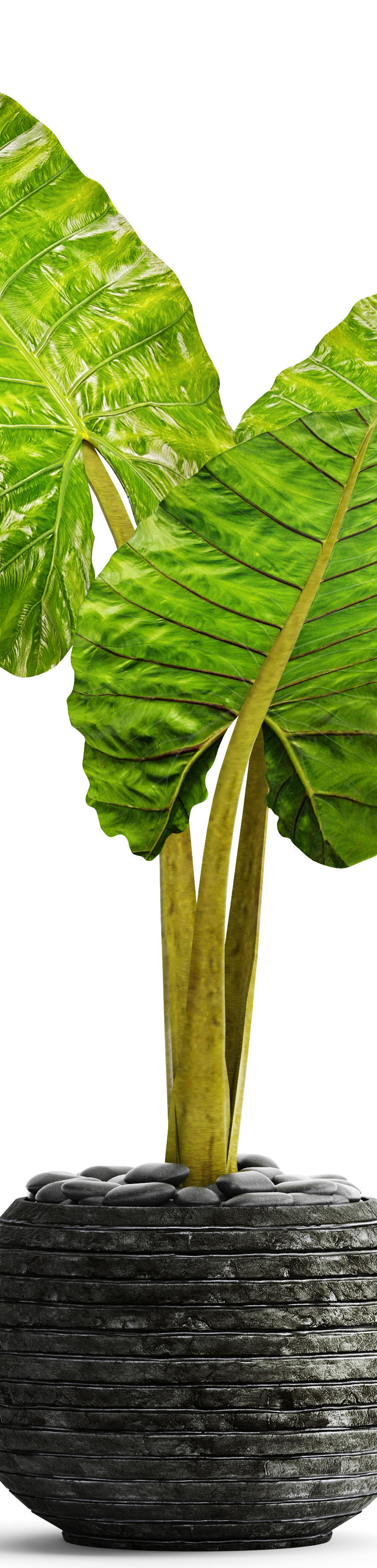 Alocasia macrorrhiza 4 3D model_2