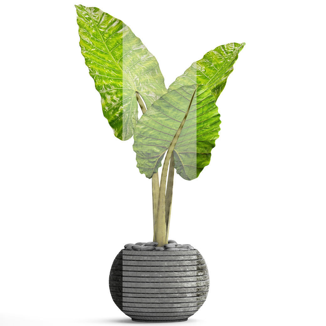 Alocasia macrorrhiza 4 3D model_4