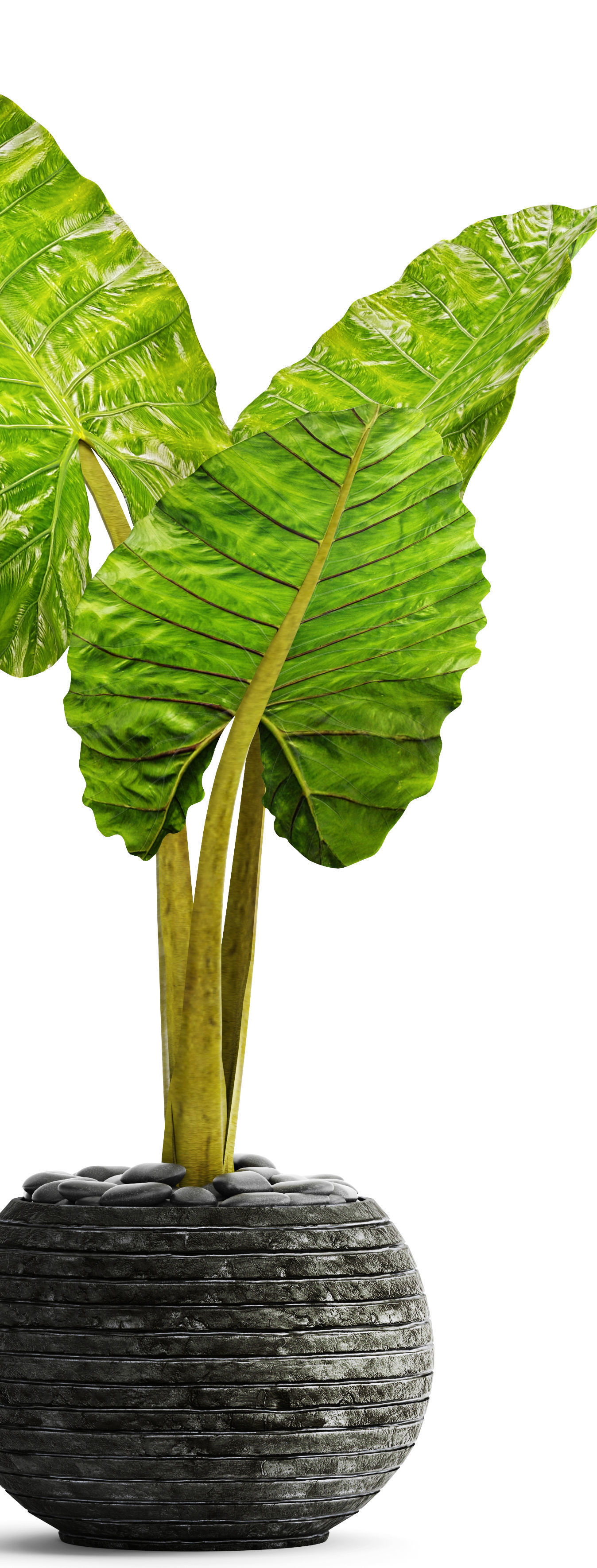 Alocasia macrorrhiza 4 3D model_7