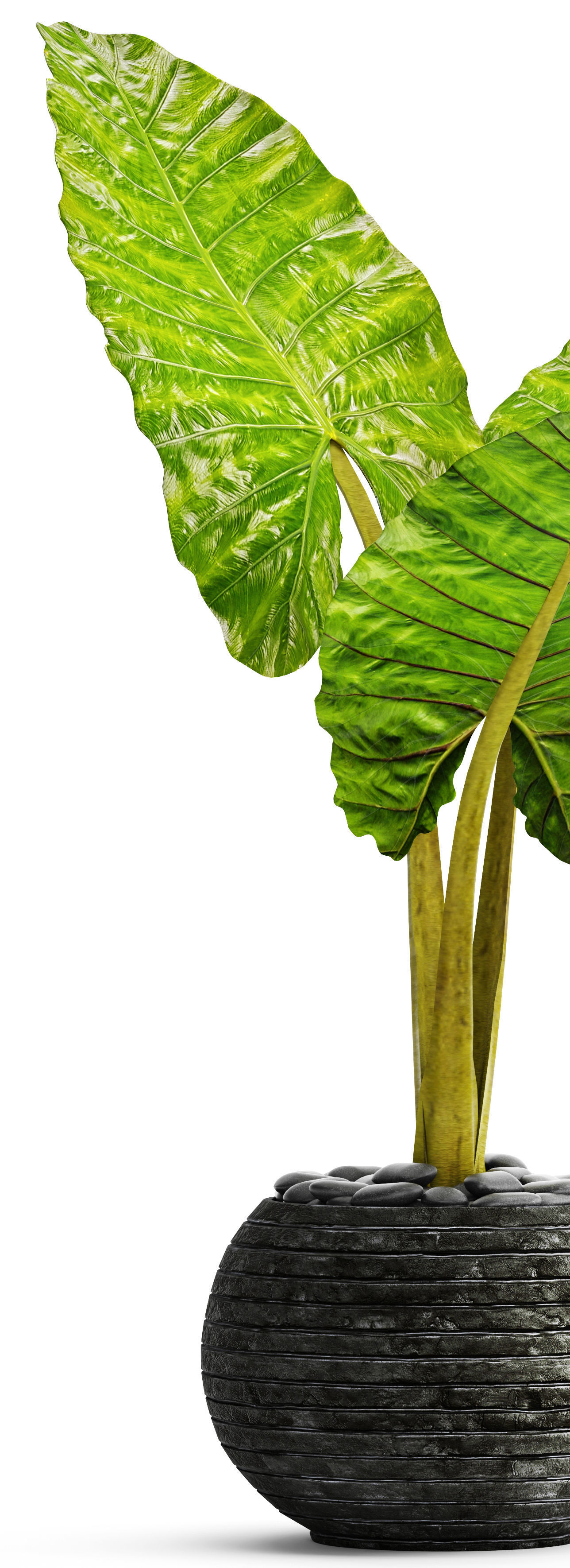 Alocasia macrorrhiza 4 3D model_3