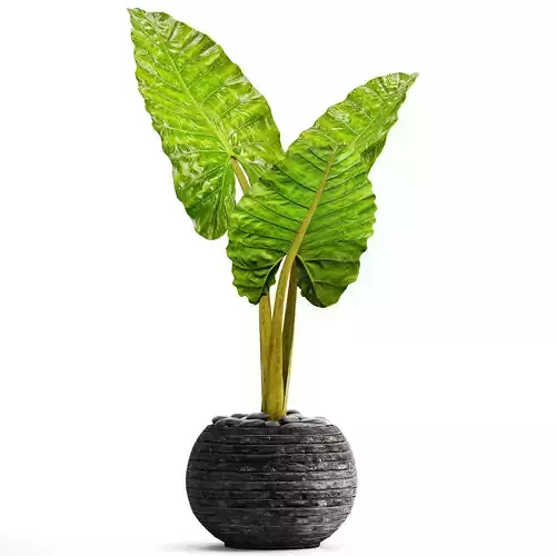 Alocasia macrorrhiza 4 3D model