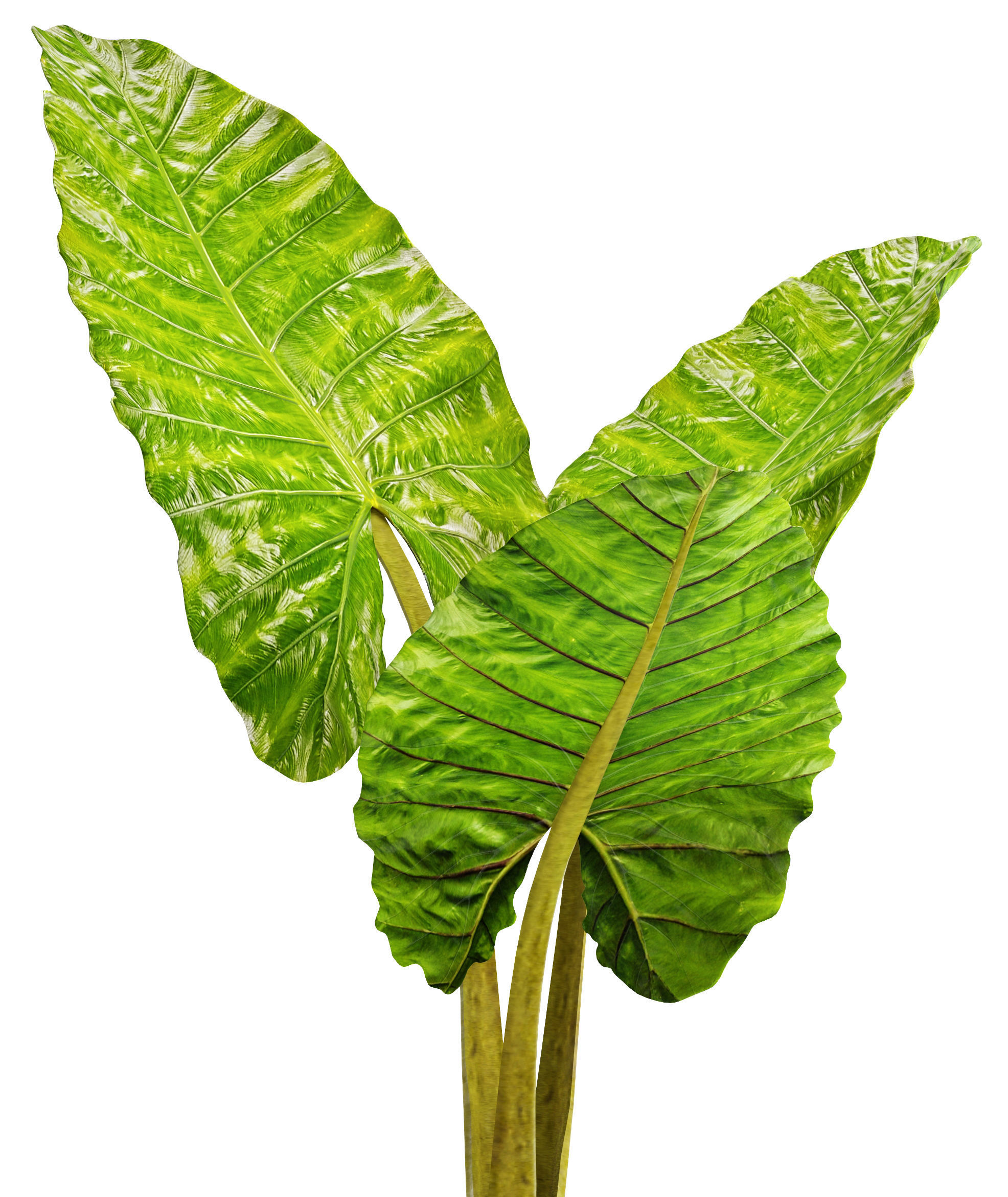 Alocasia macrorrhiza 4 3D model_9