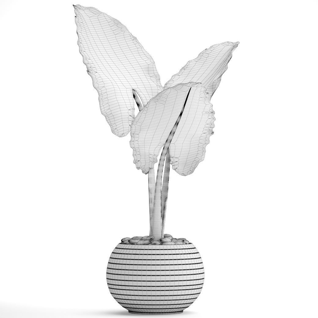 Alocasia macrorrhiza 4 3D model_6