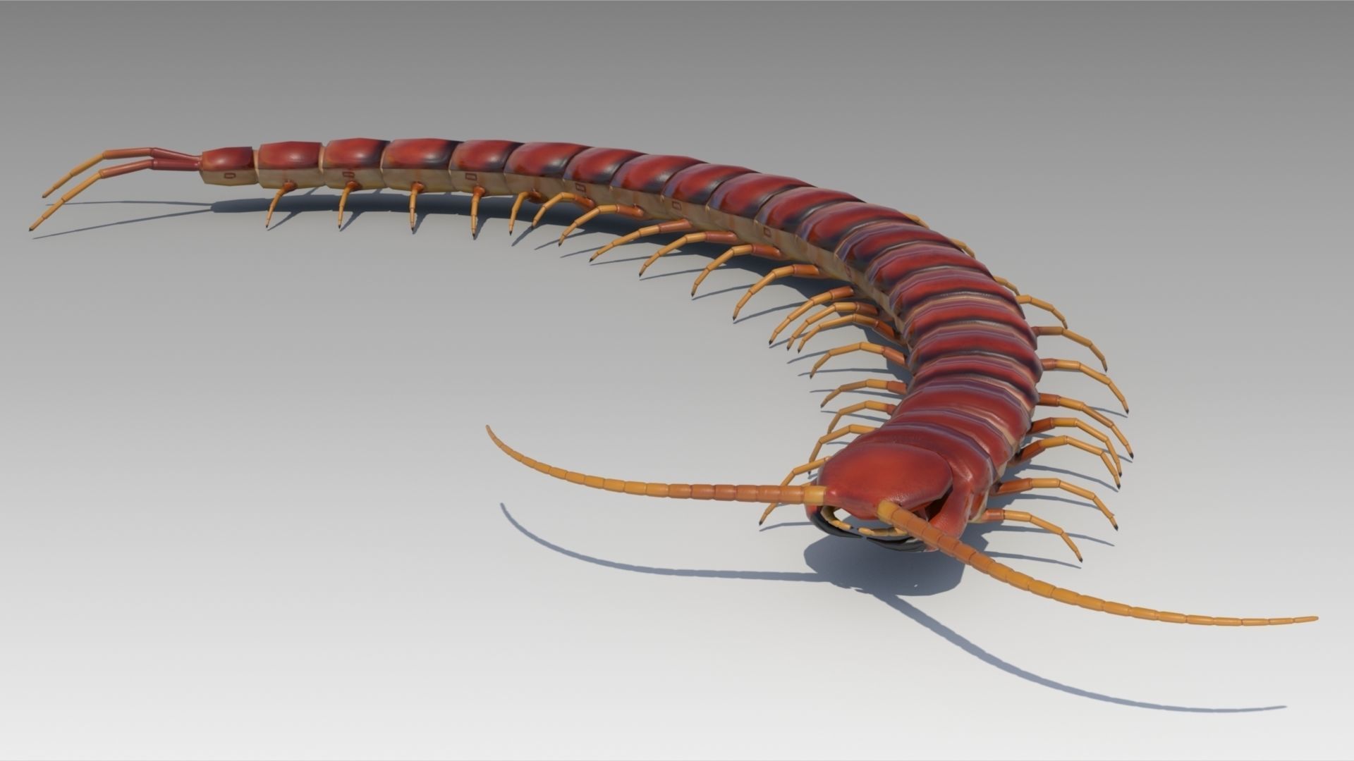 Centipede Low-poly 3D model_3