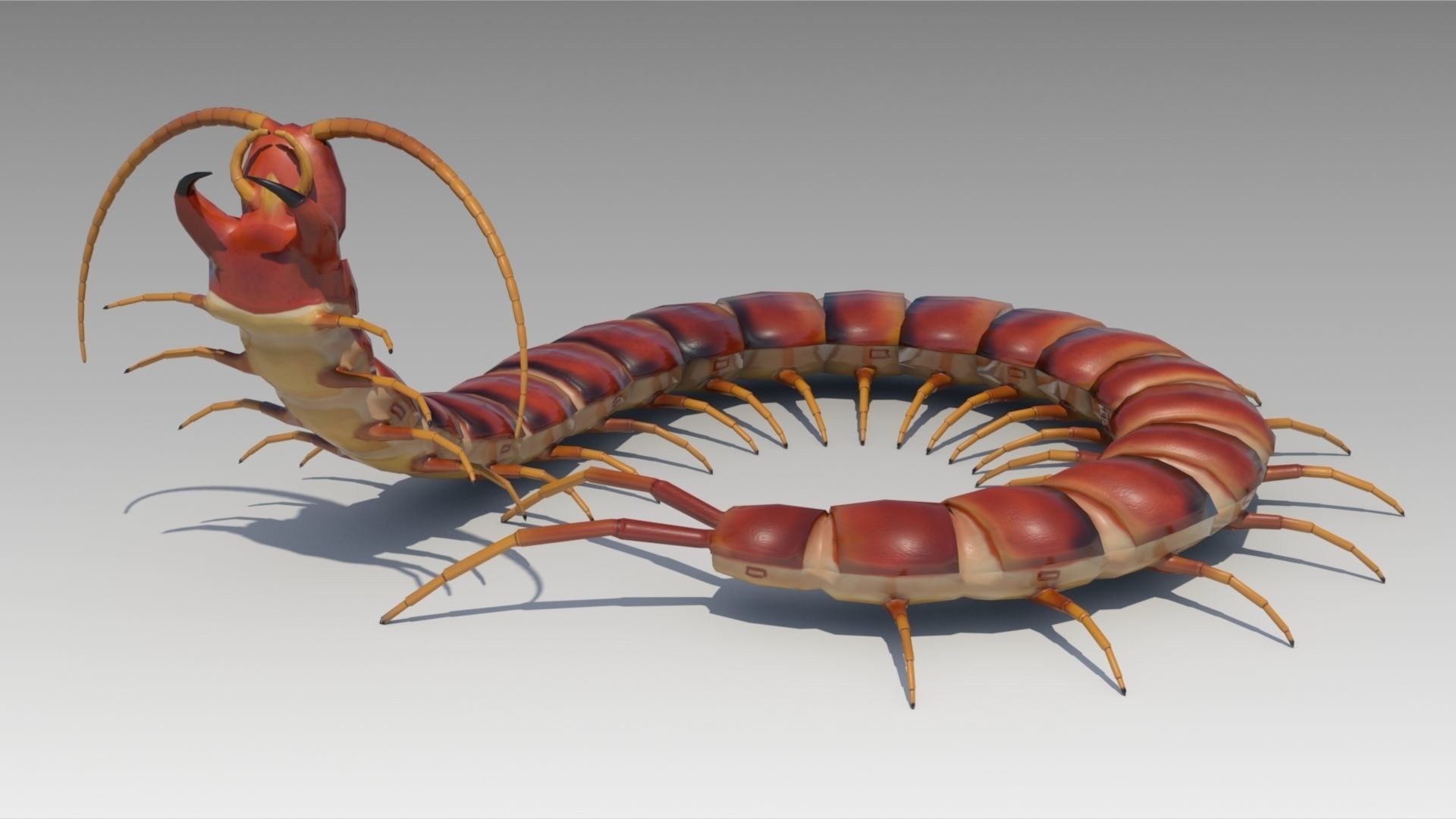 Centipede Low-poly 3D model_6