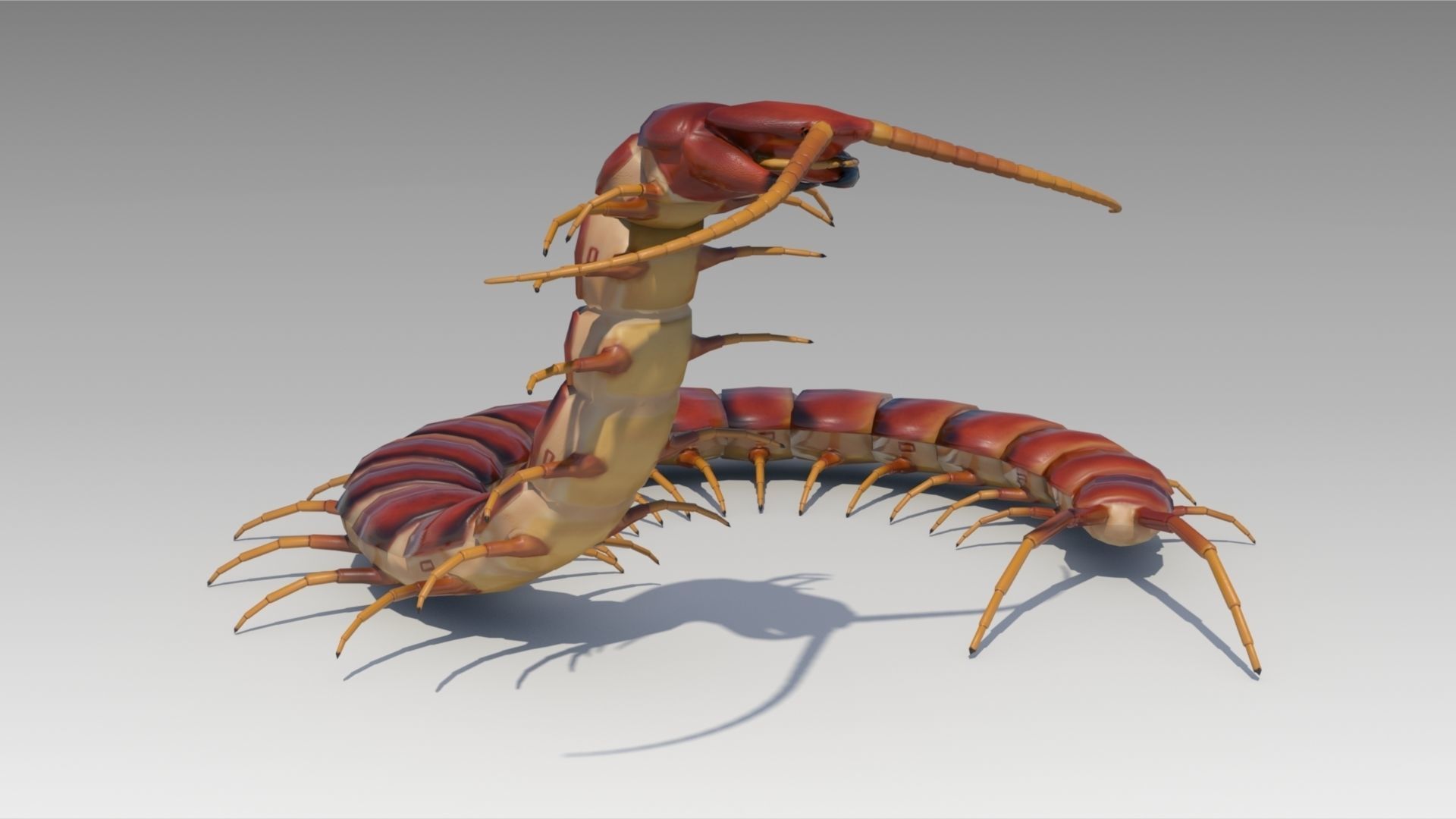 Centipede Low-poly 3D model_5