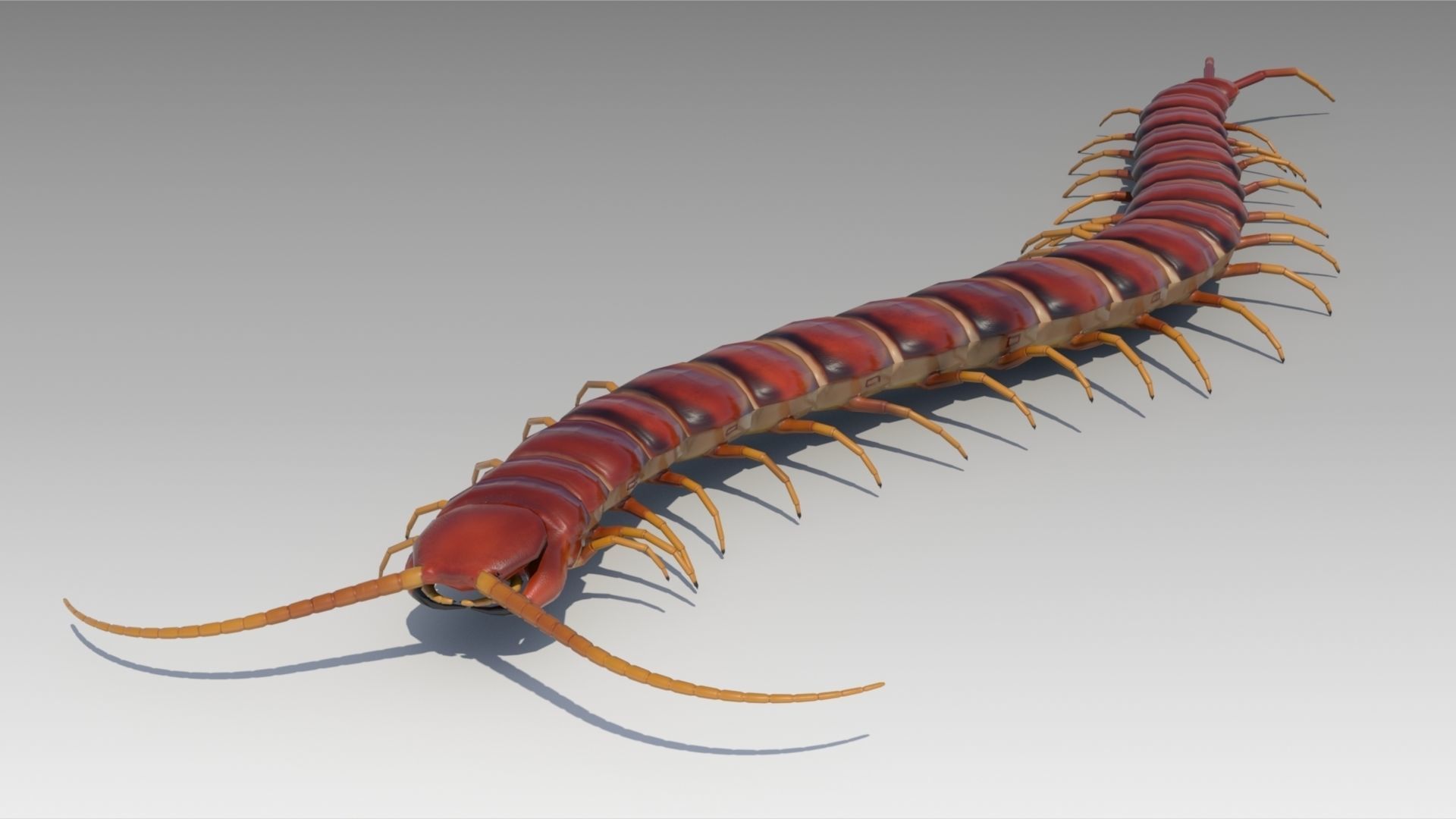 Centipede Low-poly 3D model_4