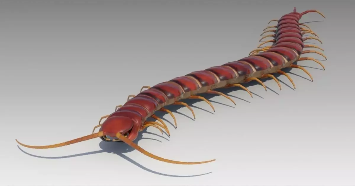 Centipede Low-poly 3D model_0