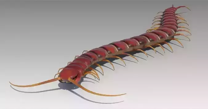 Centipede Low-poly 3D model