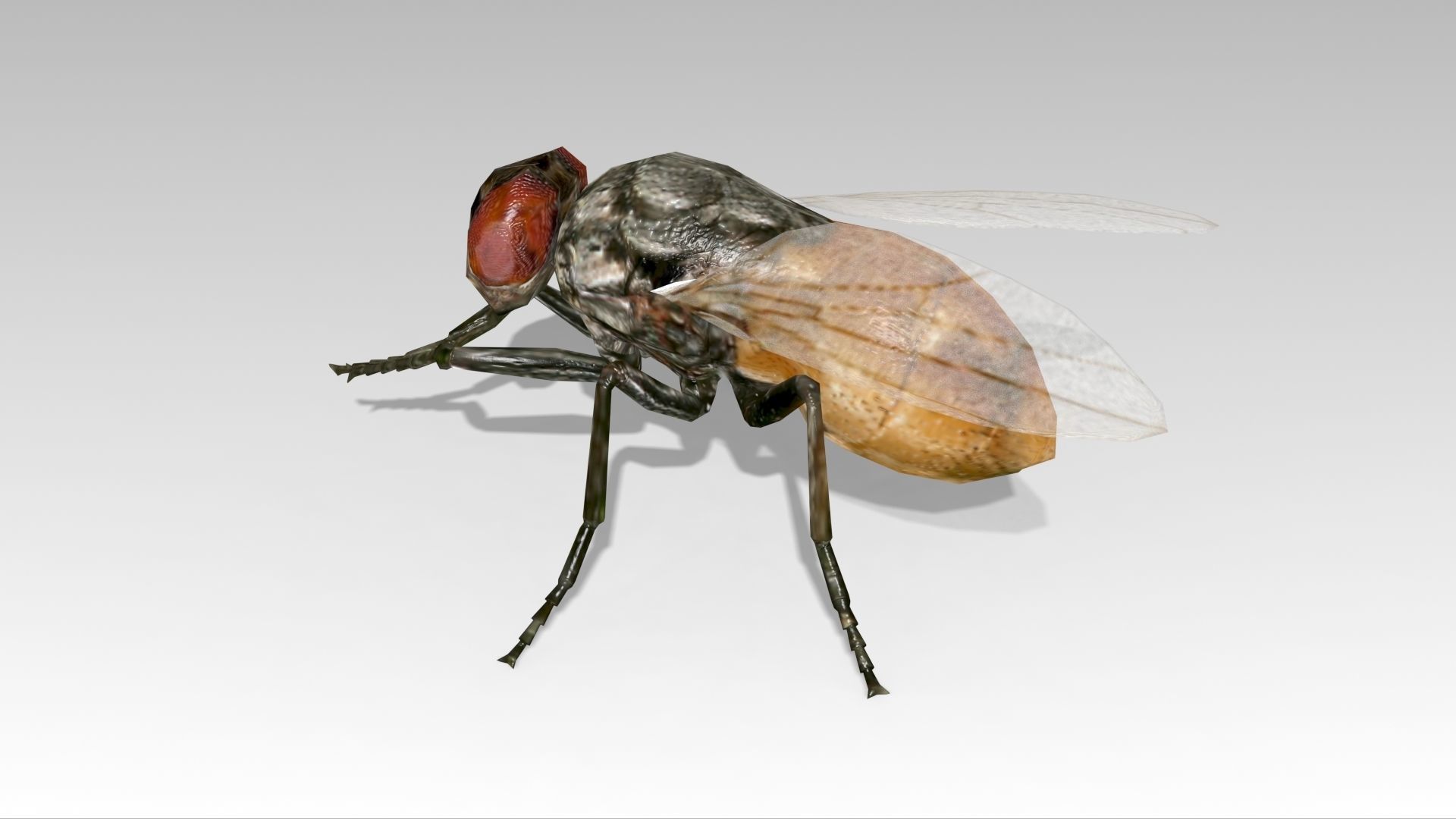 Fly Animated Low-poly 3D model_2