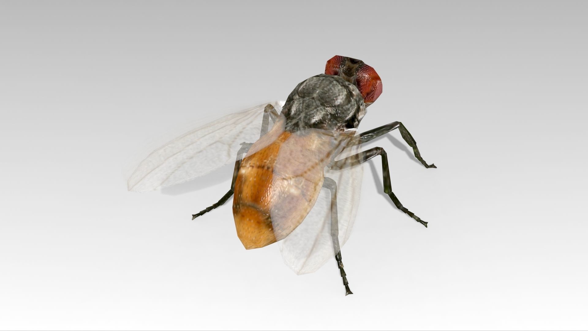 Fly Animated Low-poly 3D model_3