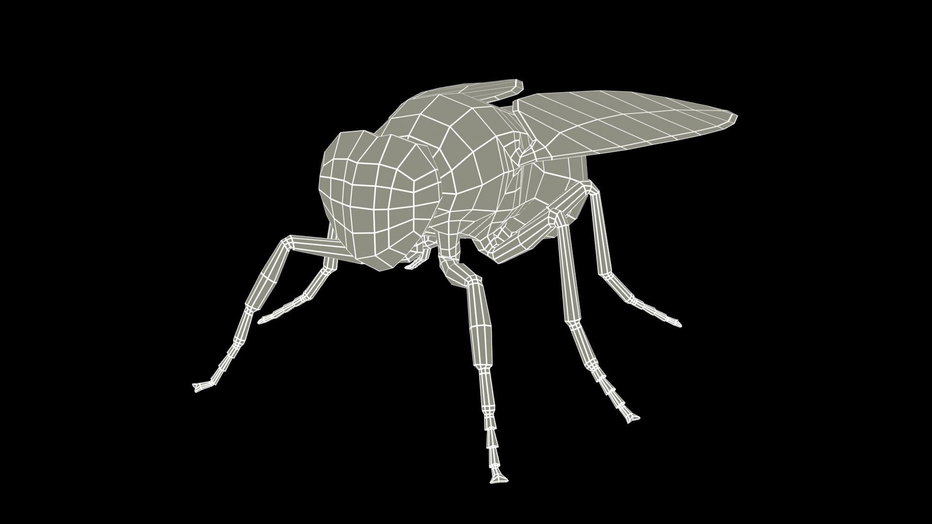 Fly Animated Low-poly 3D model_8