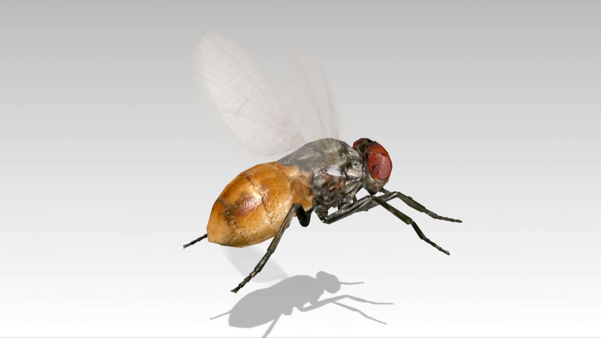 Fly Animated Low-poly 3D model_5