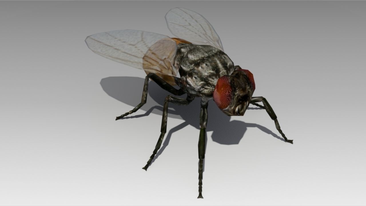 Fly Animated Low-poly 3D model_9