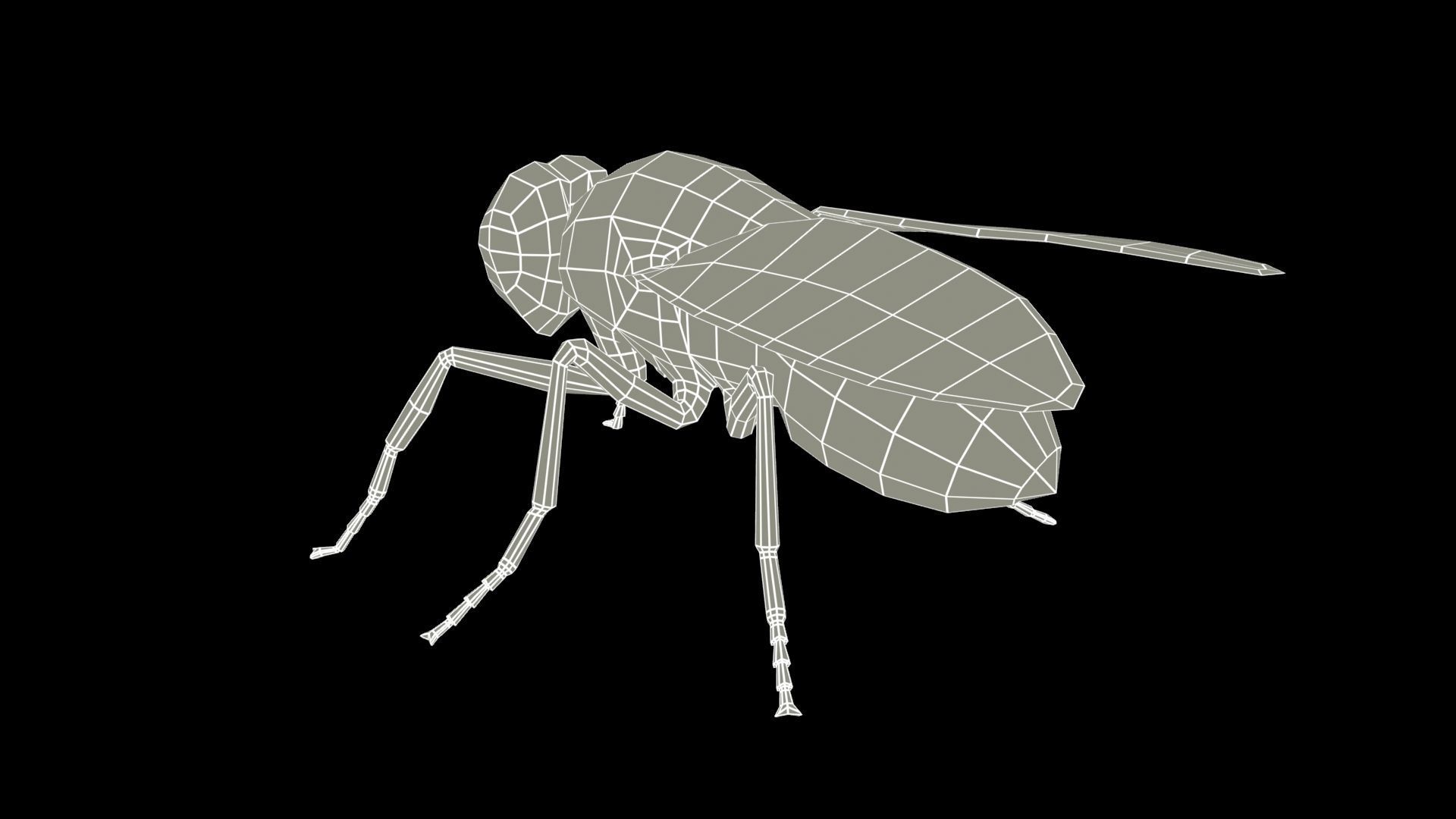 Fly Animated Low-poly 3D model_7