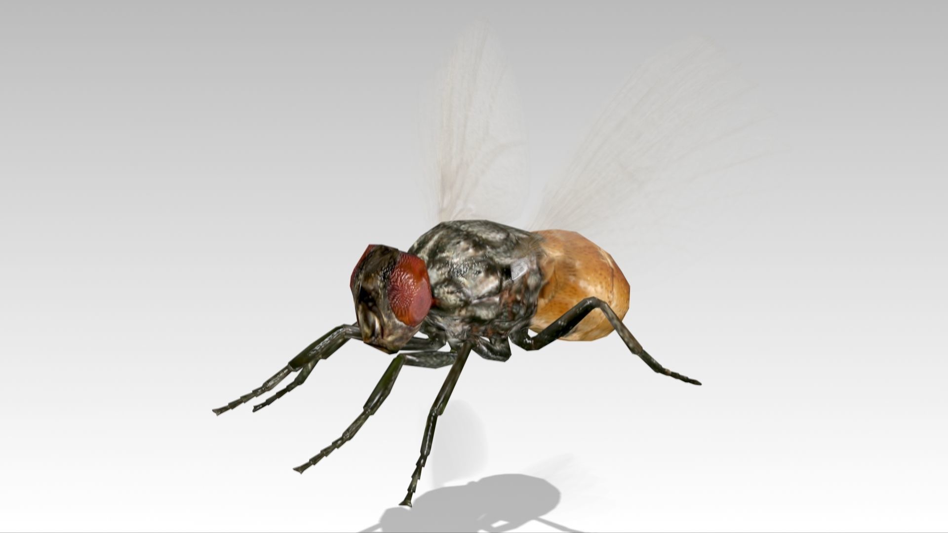 Fly Animated Low-poly 3D model_4